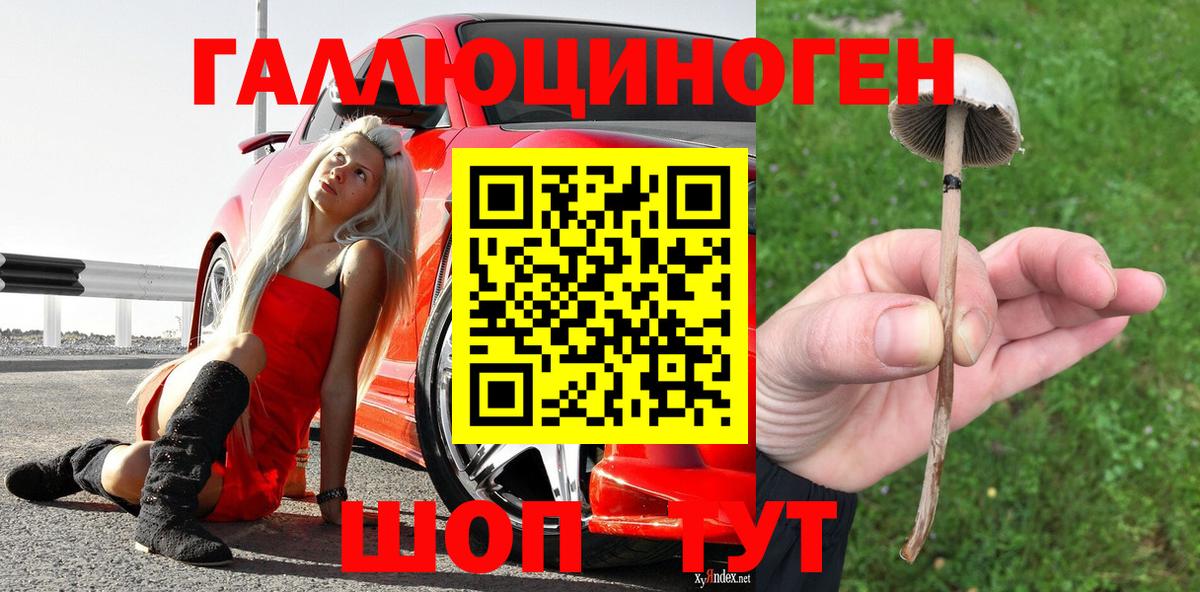 Галлюциногенные грибы Psilocybine cubensis Избербаш